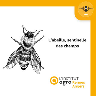 L’abeille, sentinelle des champs