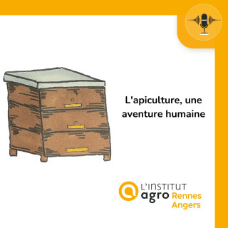 L'apiculture, une aventure humaine