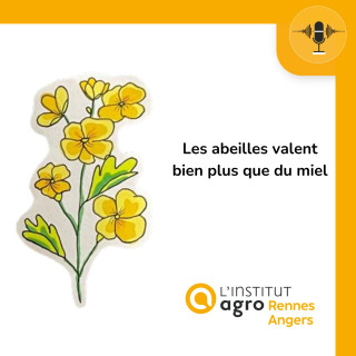 Les abeilles valent bien plus que du miel
